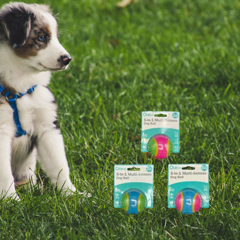 5-in-1 Multi-Senses Dog Toy Ball 8cm