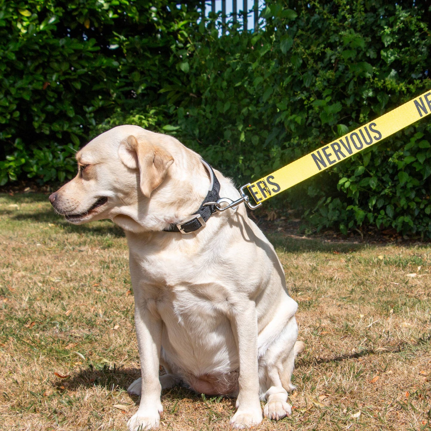 Awareness Training & Safety Dog lead 1.5m