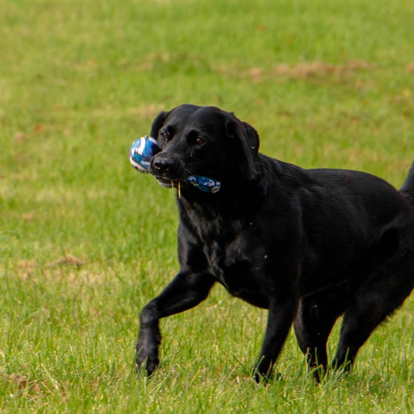 Playtime Chase- Tennis Ball With Strap