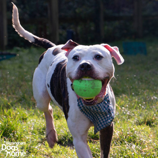 Mega Tennis Ball