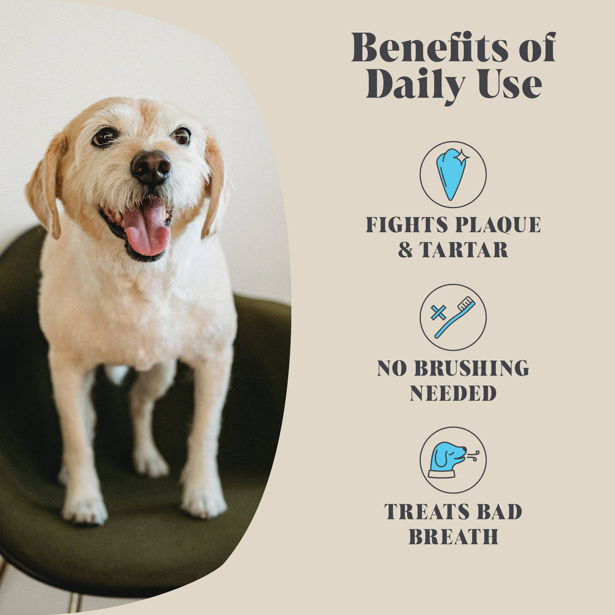 Plaque Seaweed Powder for Dogs | 80 Servings