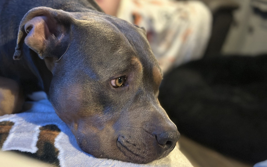 I barked every time he made a typo. The neighbours now think we’re launching a startup.