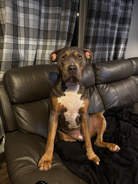 First Orders, Fewer Cuddles, and One Very Vocal CTO