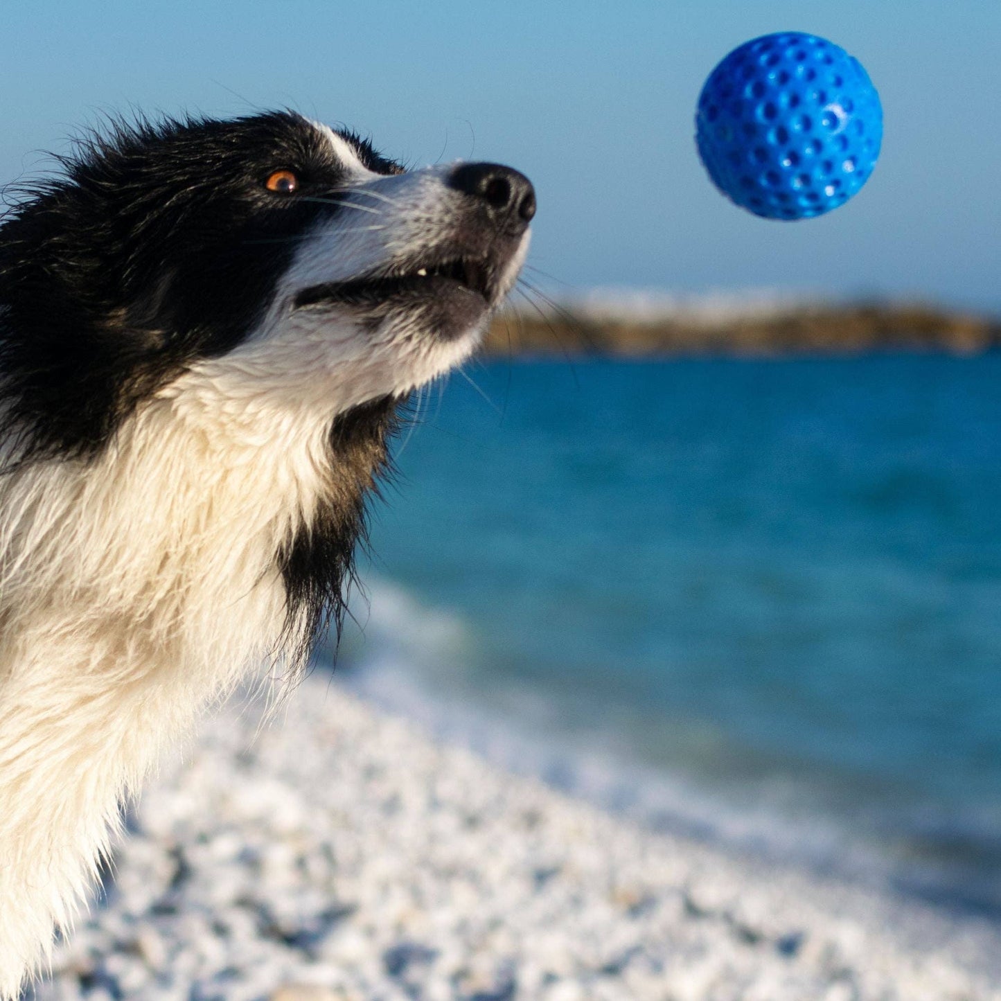 KIWI Walker - Dog Ball MAXI