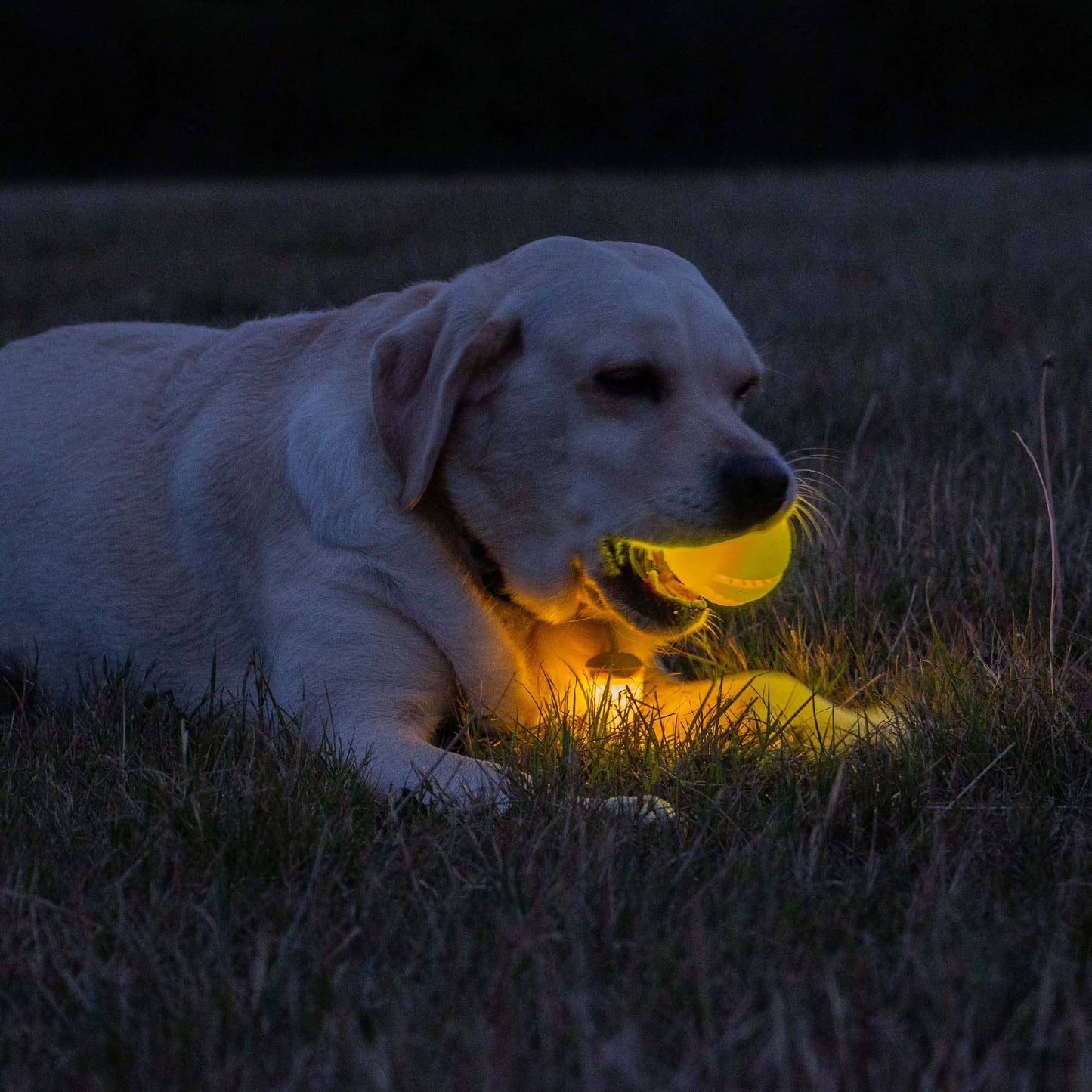 Rechargeable LED Dog Ball