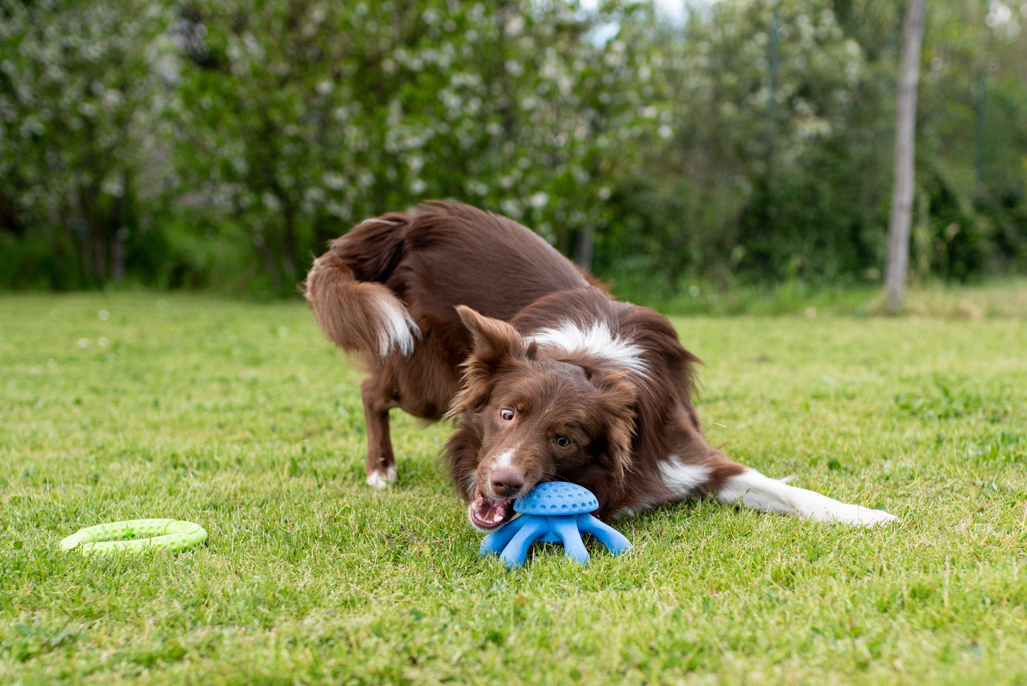 KIWI Walker Octopus Dog Toy - MAXI