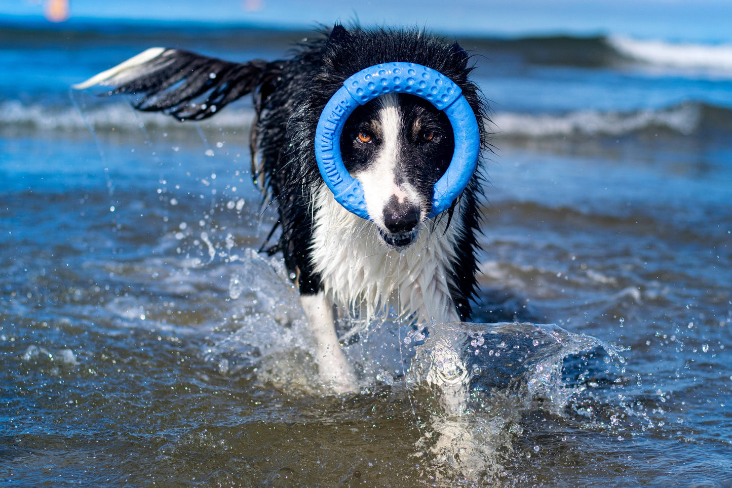 KIWI WALKER Dog Toy TPR Ring - MAXI