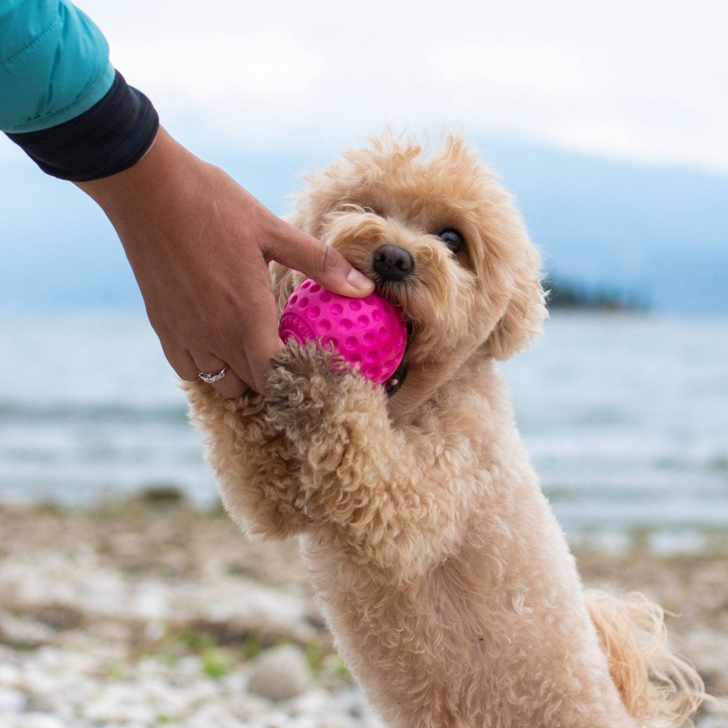 KIWI Walker - Dog Ball MAXI