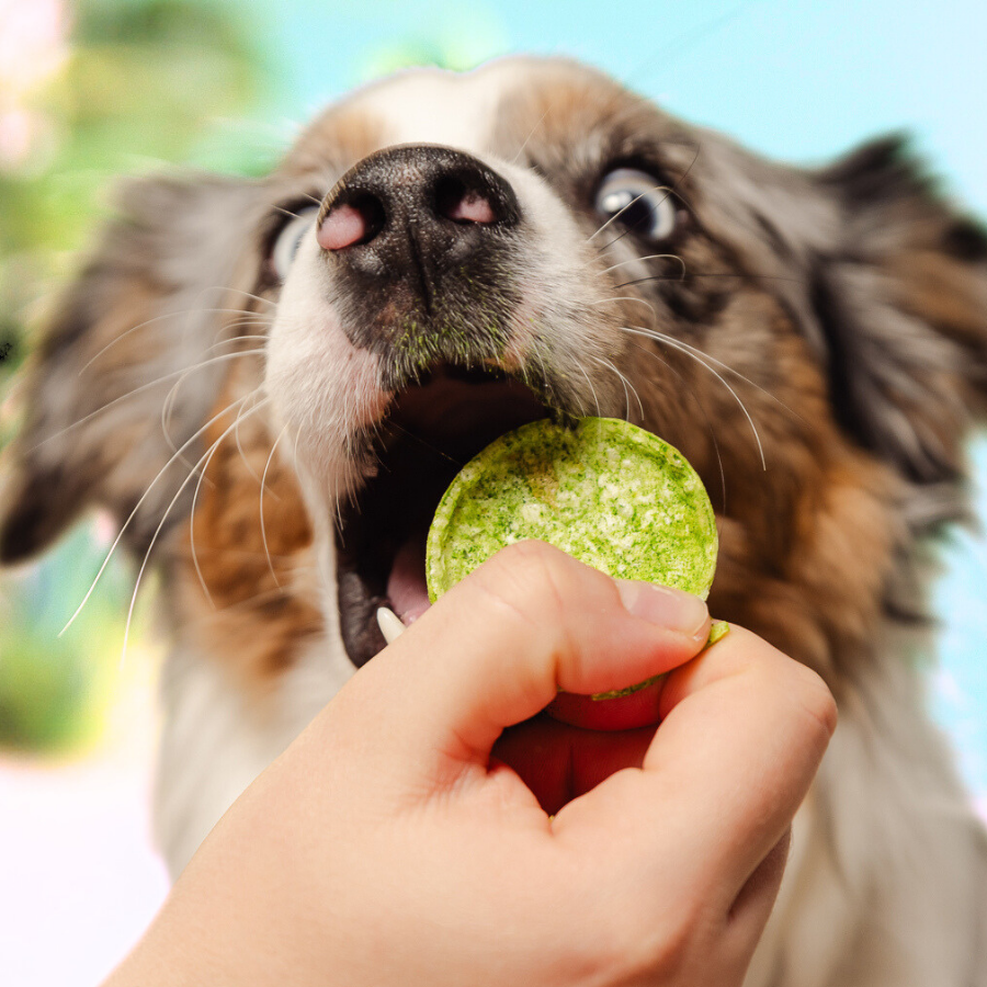 Salmon Oil & Algae Dog Pops