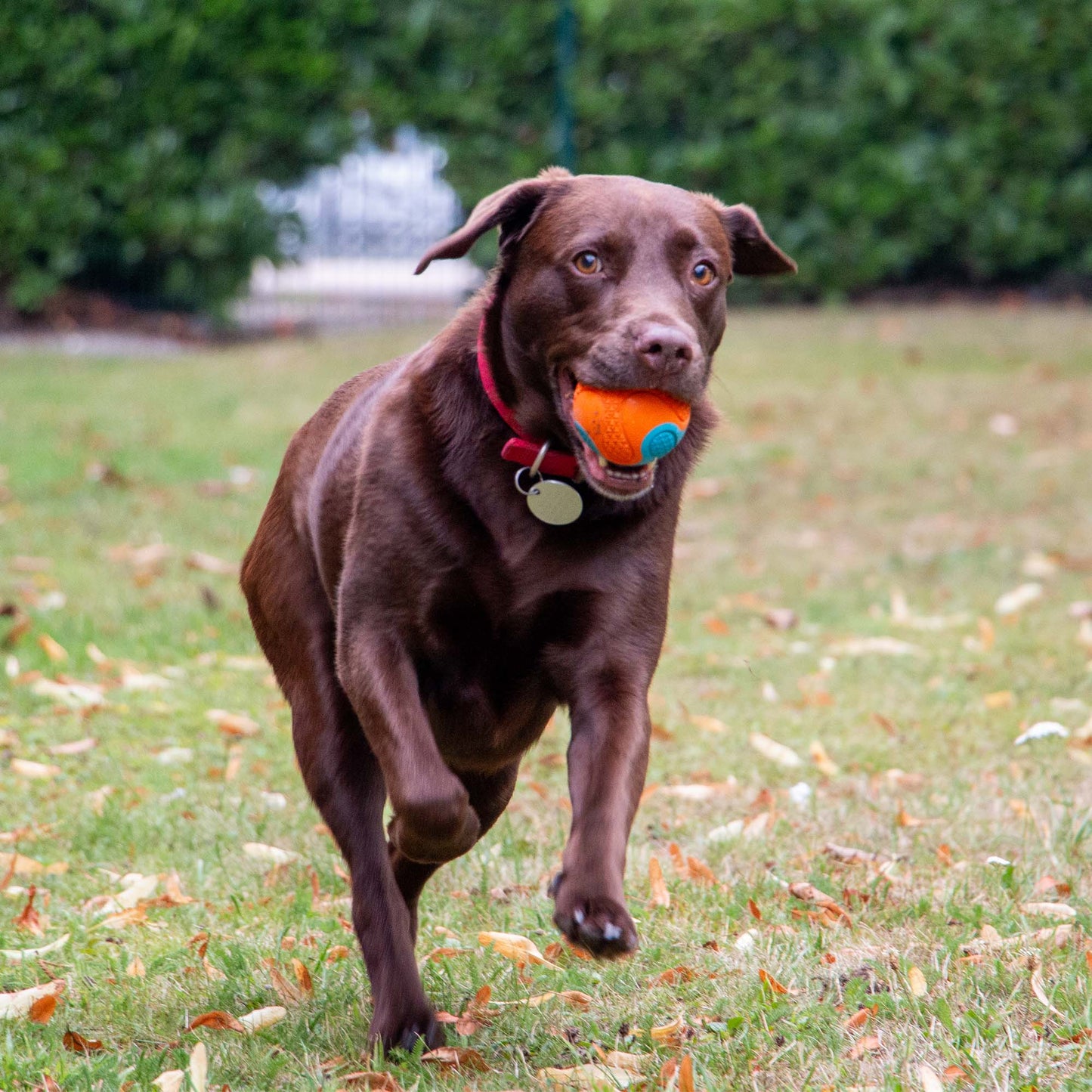 Tough Rubber Ball