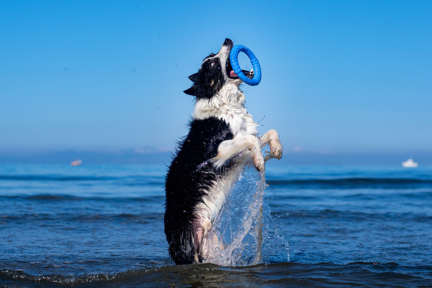 KIWI WALKER Dog Toy TPR Ring - MAXI