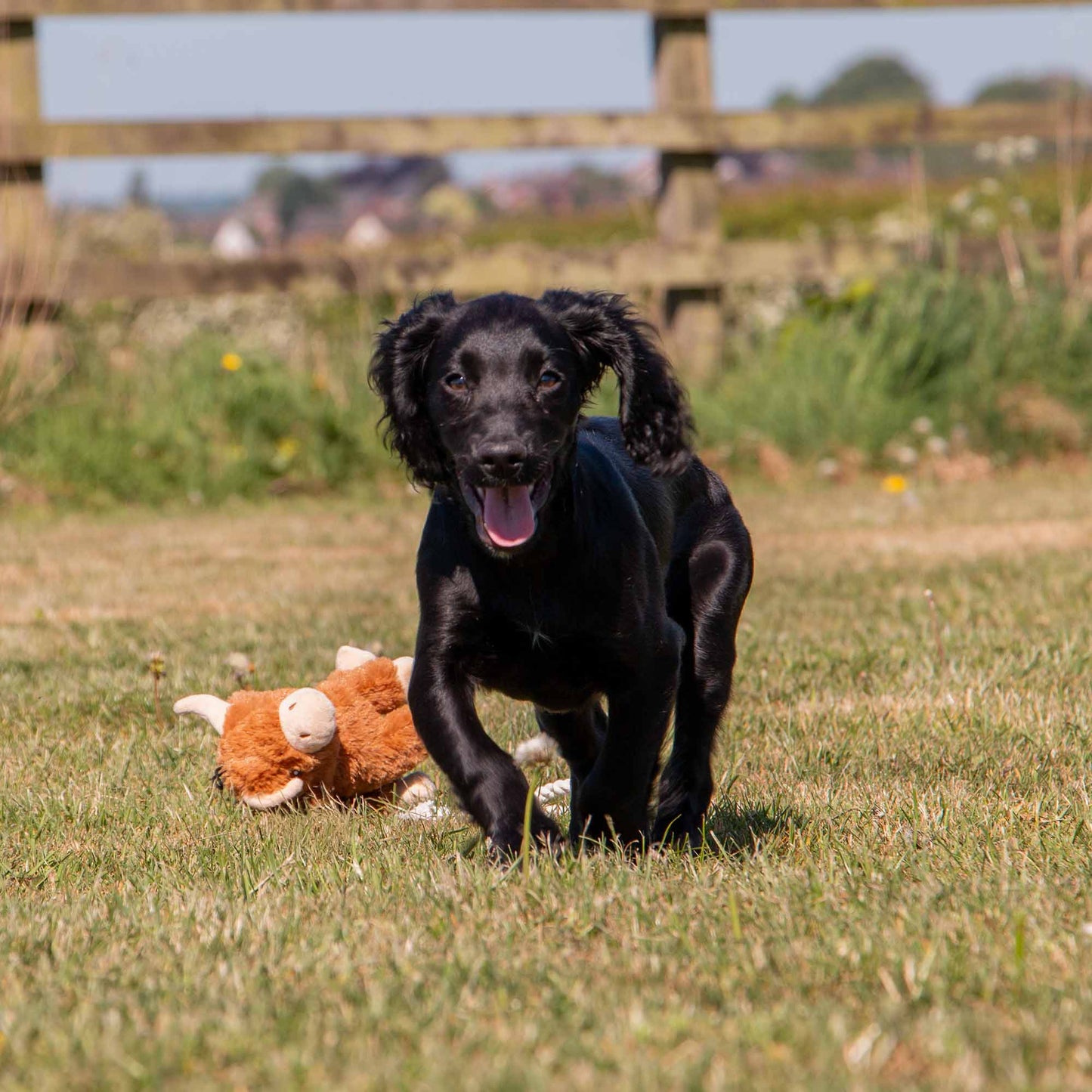 Small Bite Highland Cow For Puppies & Smaller Dogs