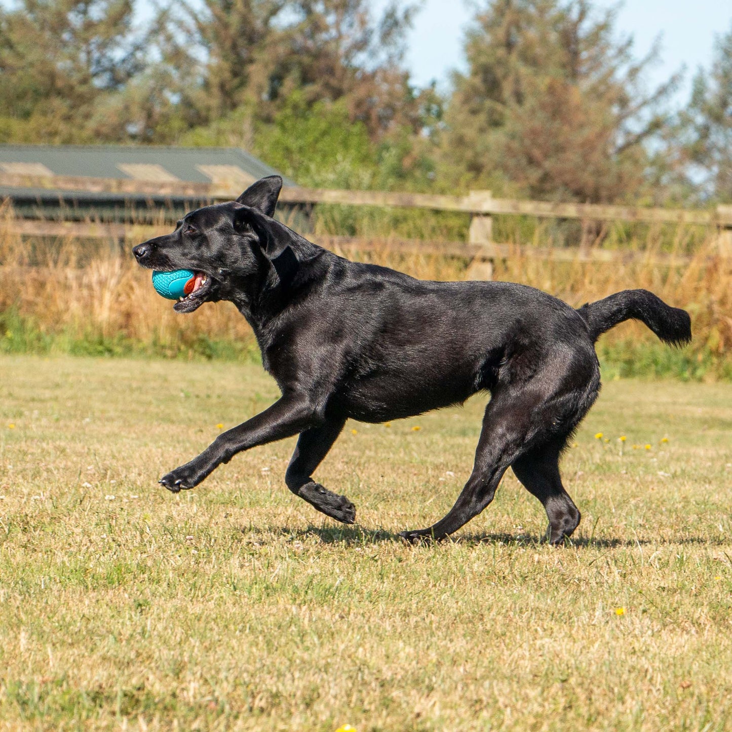 Tough Rubber Ball