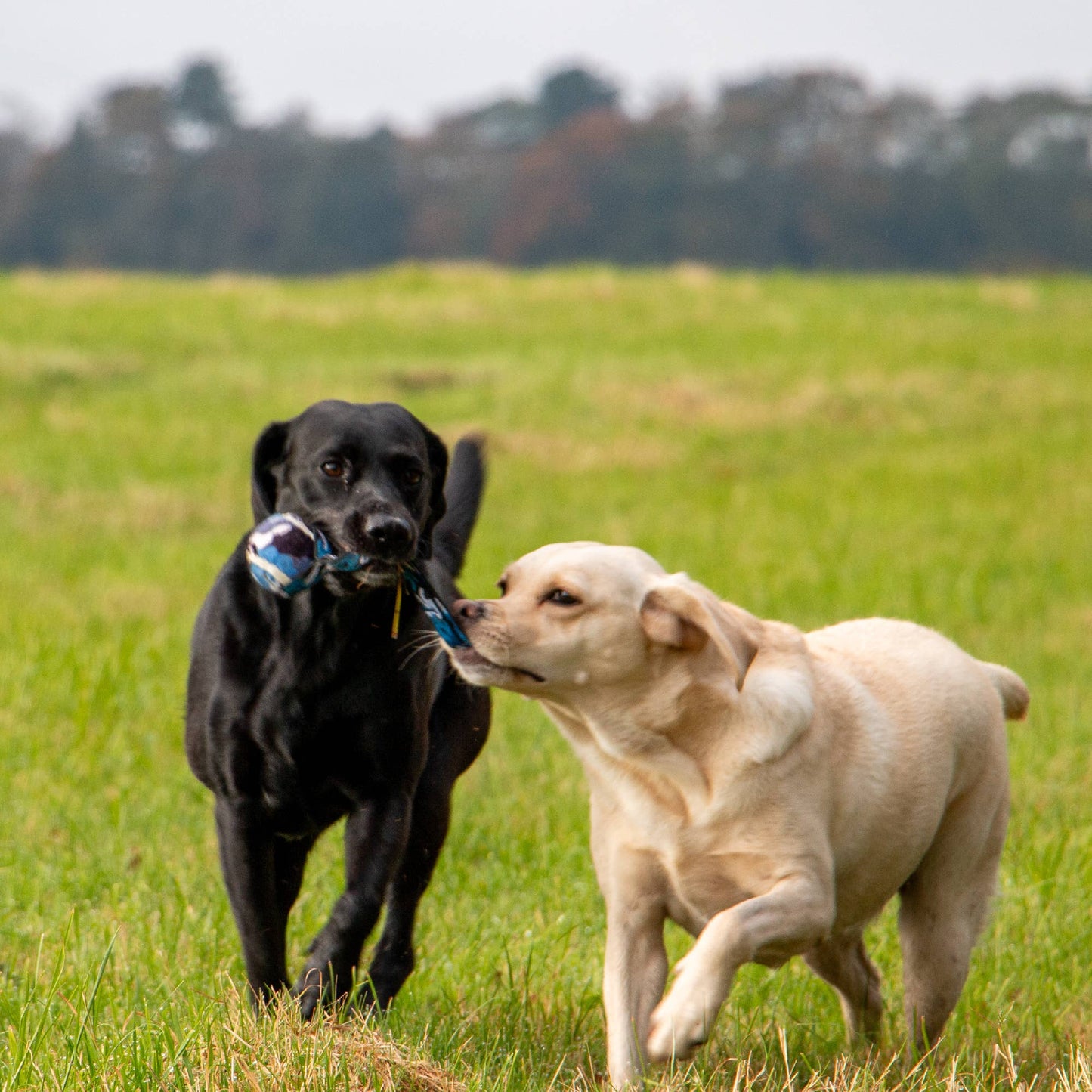 Playtime Chase- Tennis Ball With Strap