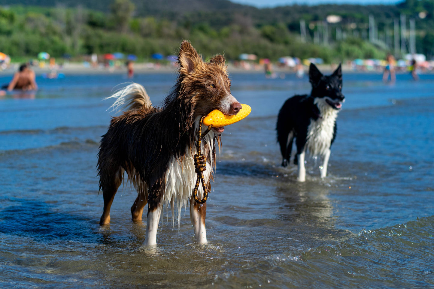KIWI Walker ZEPPELIN Dog Toy - MAXI