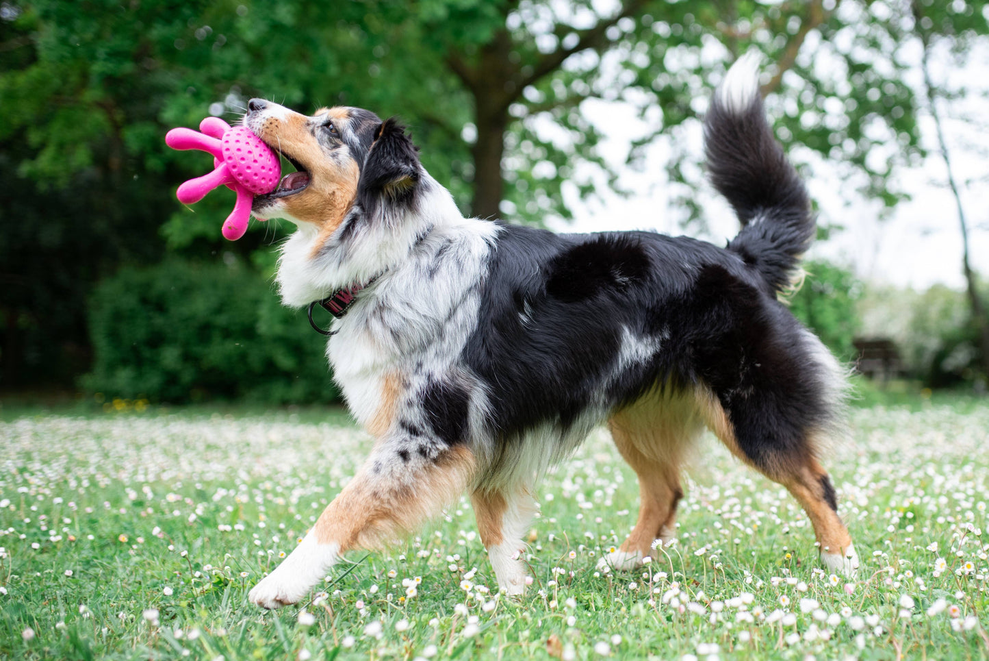 KIWI Walker Octopus Dog Toy - MAXI