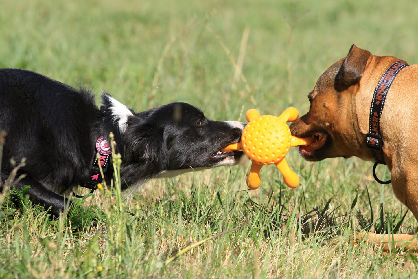 KIWI Walker Octopus Dog Toy - MAXI