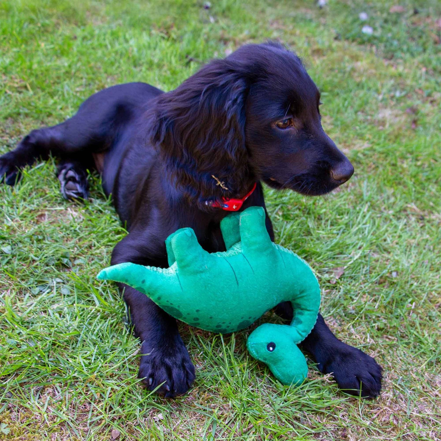 Small Bite Plush  Dino Toy for Puppies & Smaller Dogs