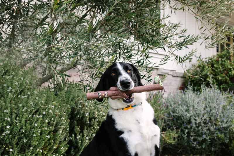 DOOG *NEW* The Stick Family -Uncle Chuck