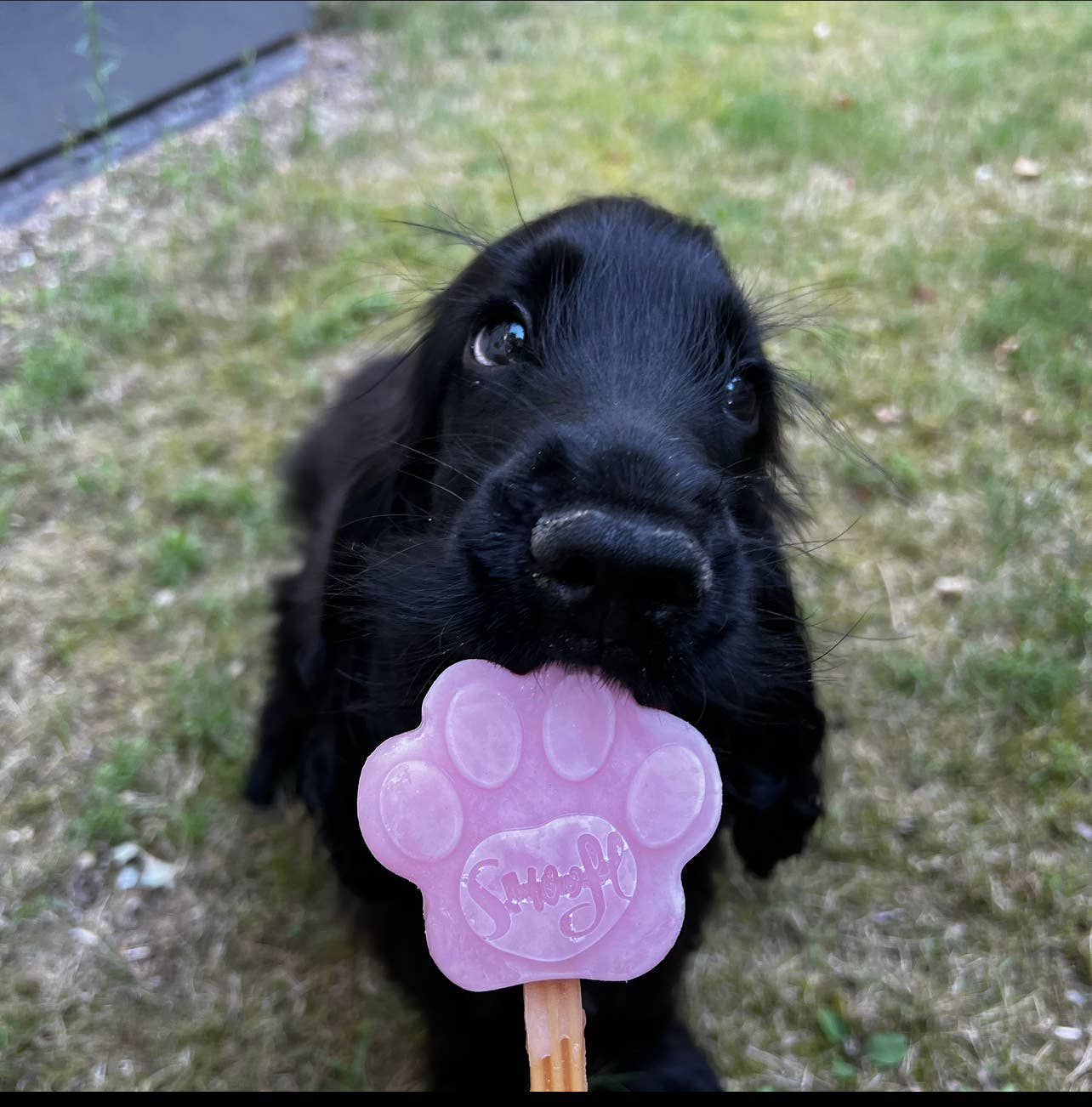 Strawberry Mix for Dog Ice Cream