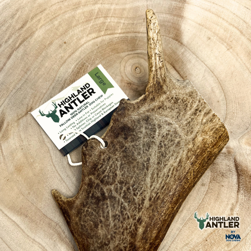 Fallow Deer Antler