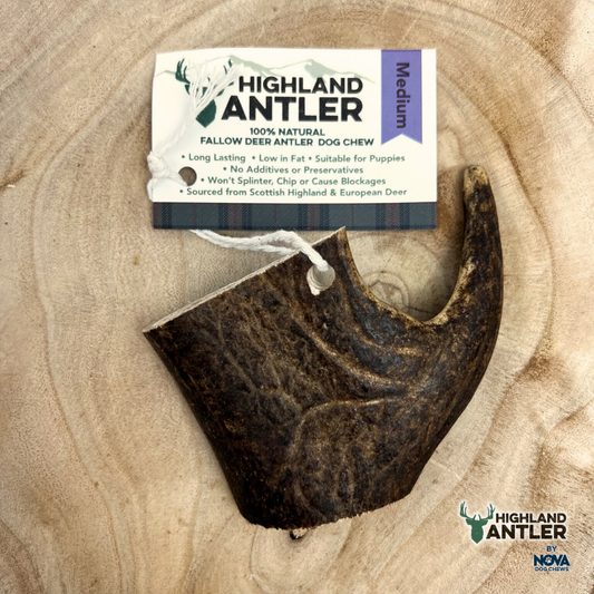 Fallow Deer Antler