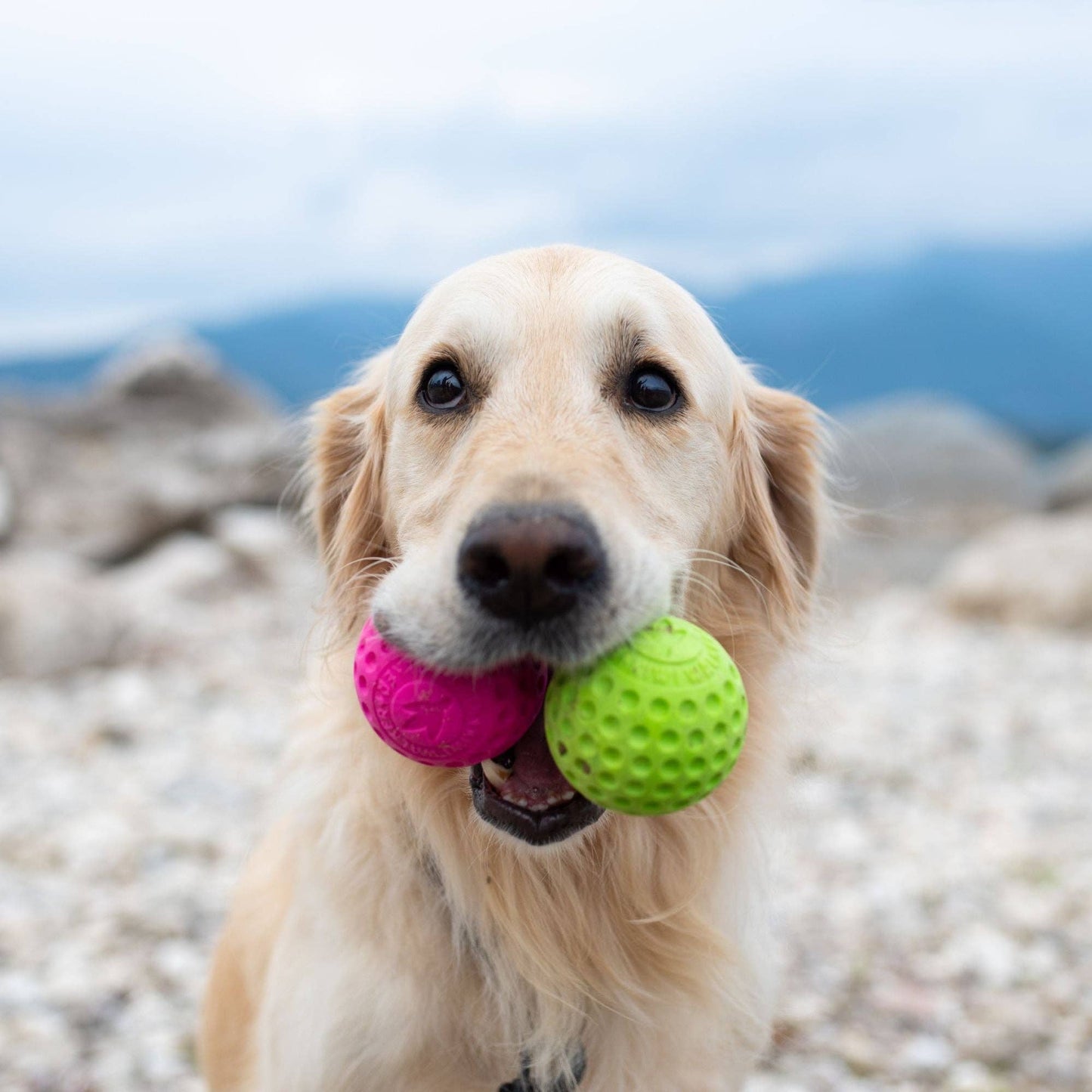KIWI Walker - Dog Ball MAXI