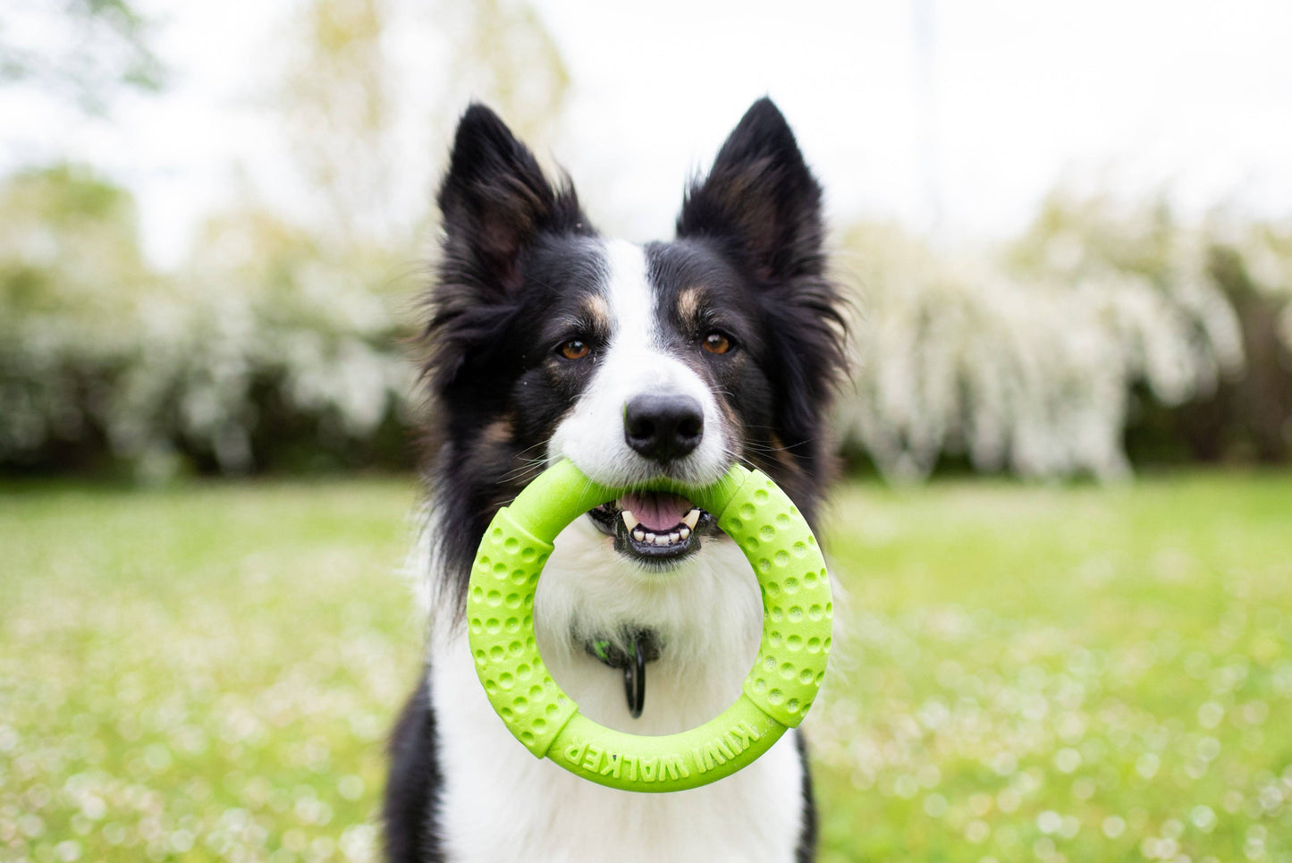 KIWI WALKER Dog Toy TPR Ring - MAXI
