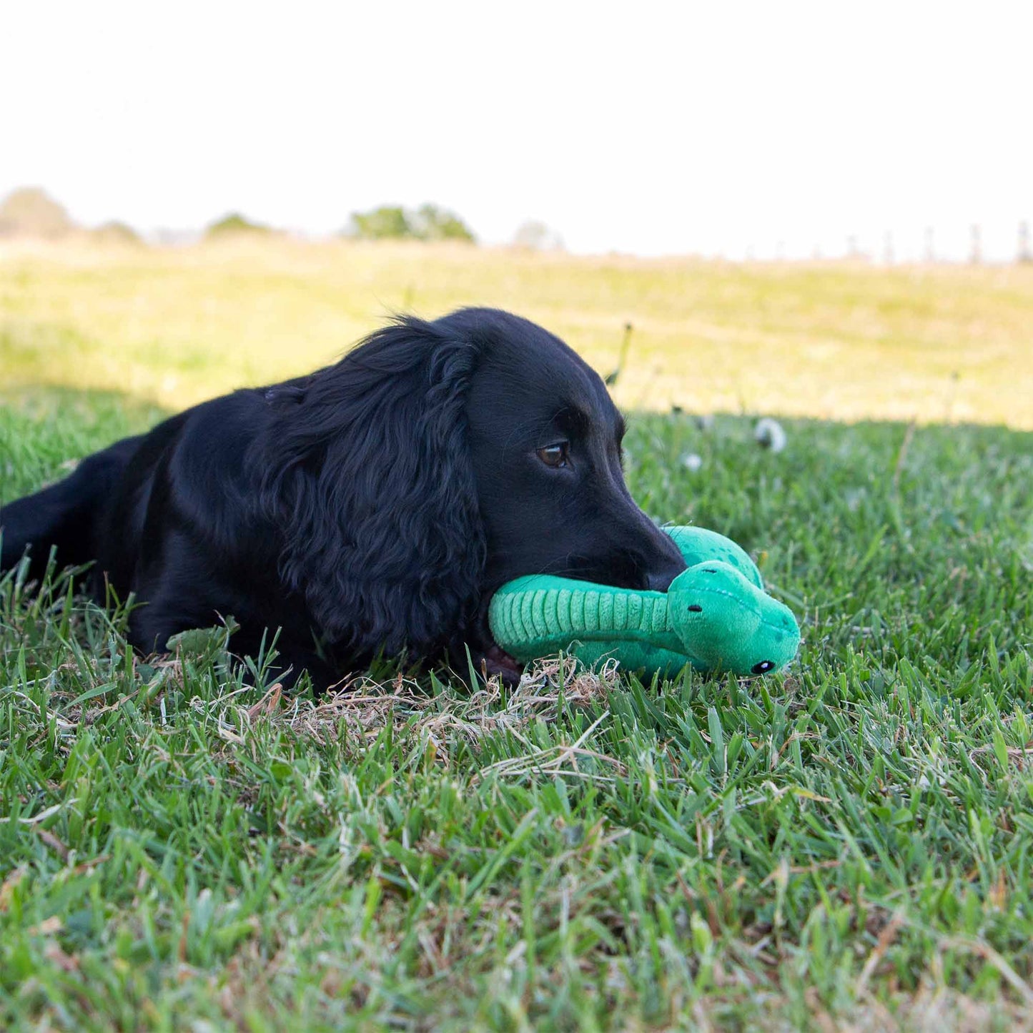 Small Bite Plush  Dino Toy for Puppies & Smaller Dogs