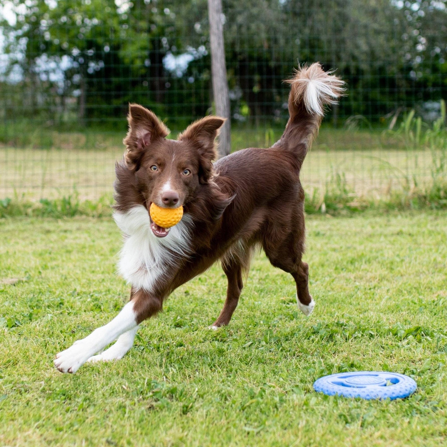 KIWI Walker - Dog Ball MAXI