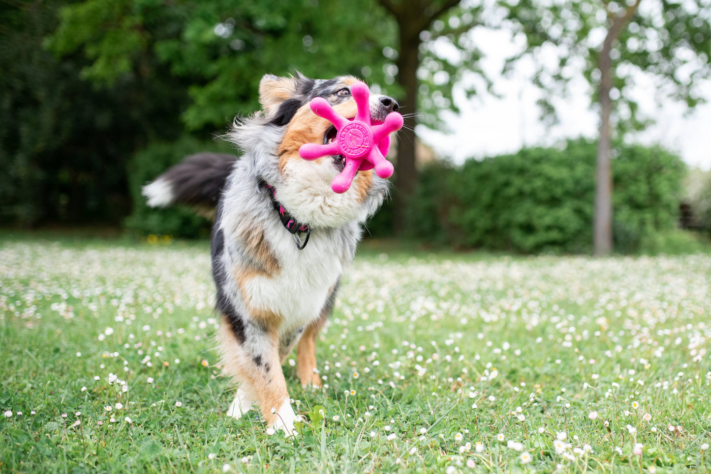 KIWI Walker Octopus Dog Toy - MAXI