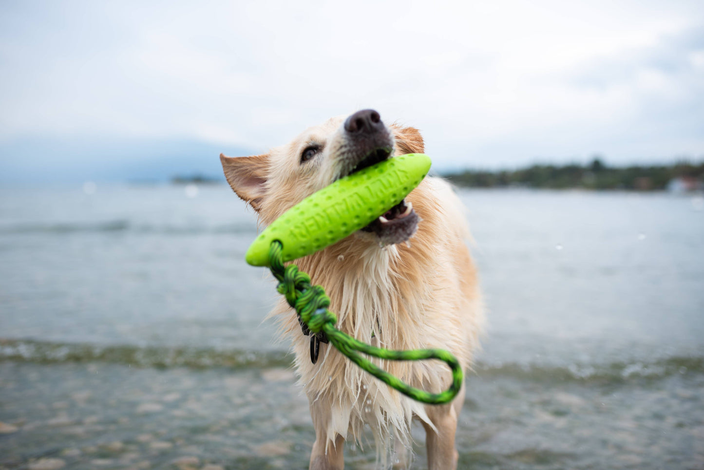 KIWI Walker ZEPPELIN Dog Toy - MAXI