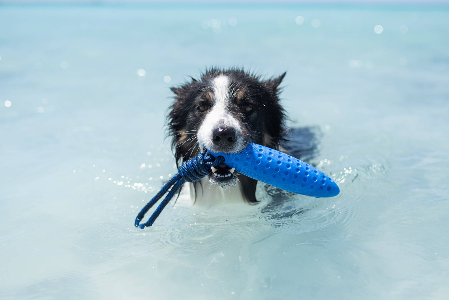 KIWI Walker ZEPPELIN Dog Toy - MAXI