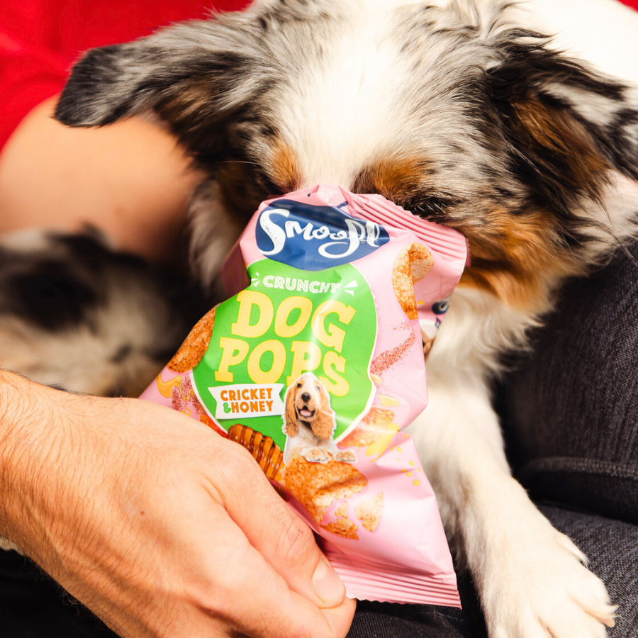 Cricket & Honey Dog Pops