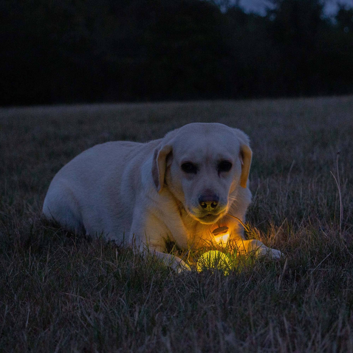 Rechargeable LED Dog Ball