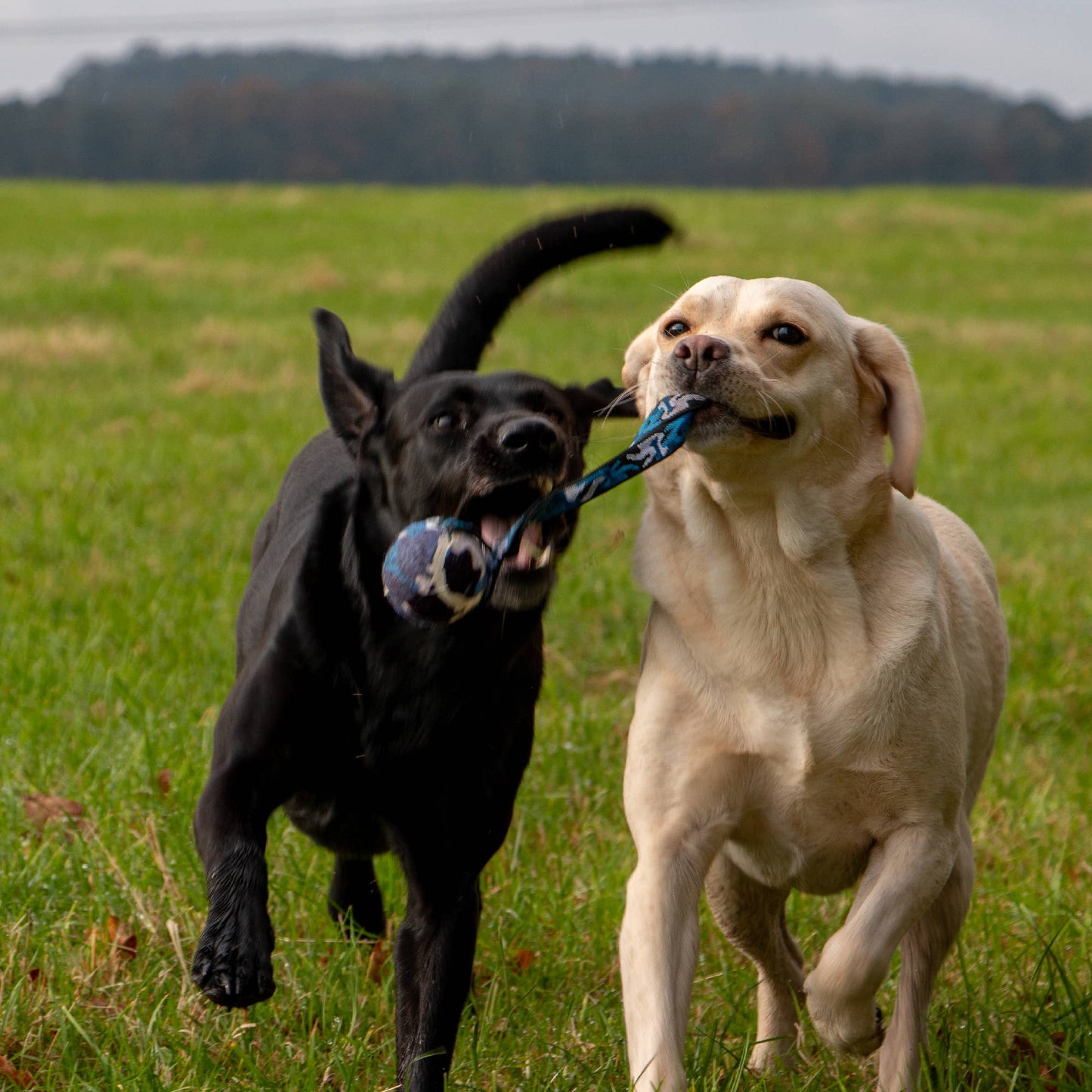 Playtime Chase- Tennis Ball With Strap