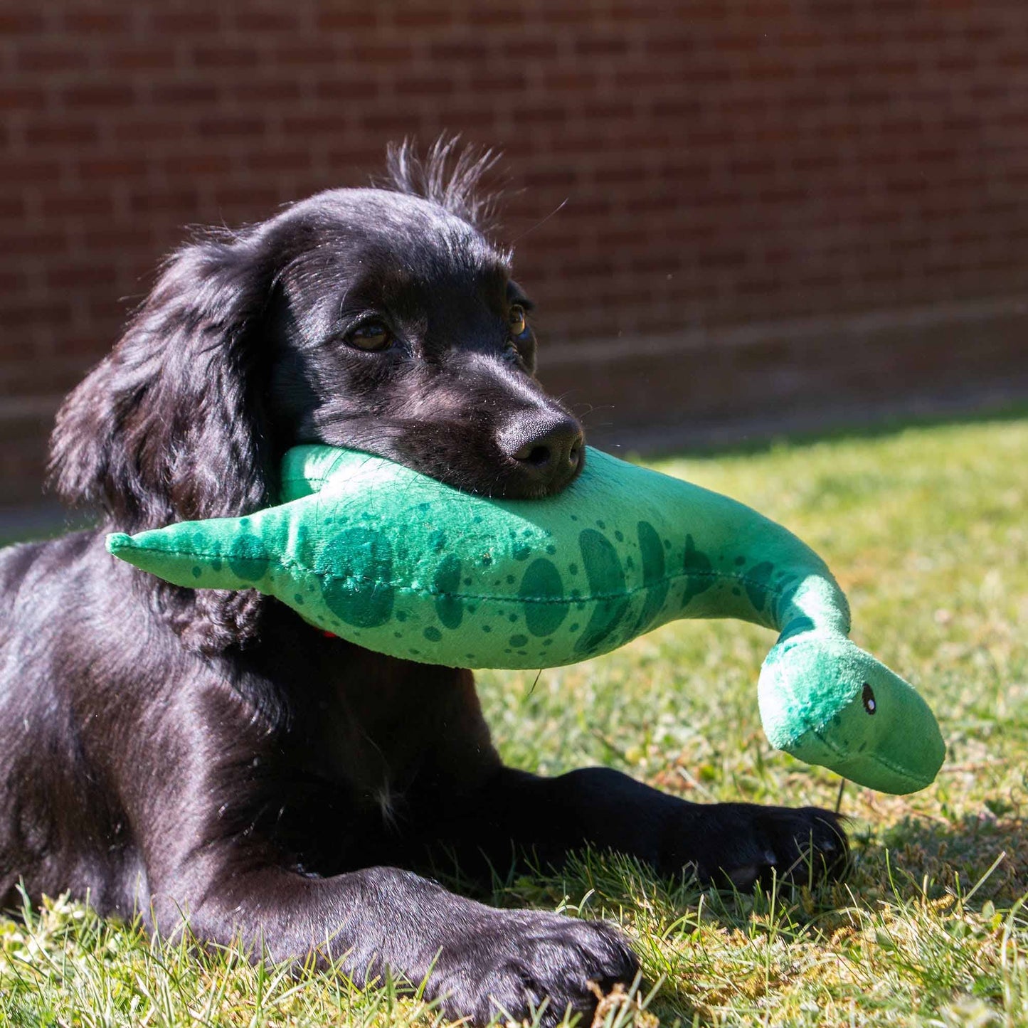 Small Bite Plush  Dino Toy for Puppies & Smaller Dogs