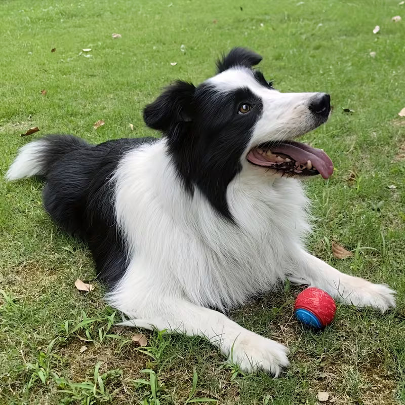 Squeaky Puppy Balls